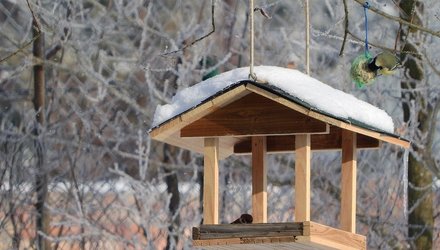 Как и чем кормить птиц зимой