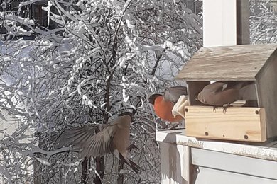 Снегирь - Барнаул, п.Южный kamabirds.ru