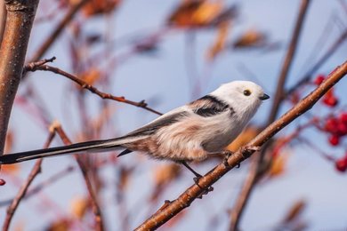Синица длиннохвостая (Aegithalos caudatus) - мыс.Стрелка kamabirds.ru