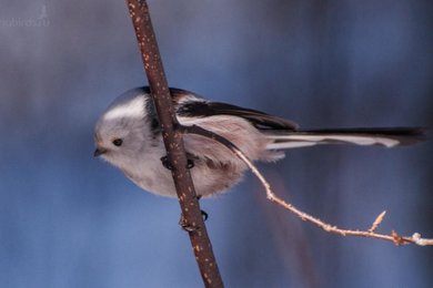 Синица длиннохвостая (Aegithalos caudatus) - Пермь, Черняевский лес kamabirds.ru