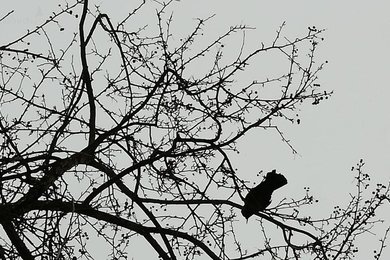 Галка (Corvus monedula) - Птица сидела на дереве возле мусорного бака между домами Петропавловская,83 и 79. Потом отлетела на крышу спортзала  стадиона 