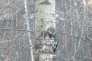 Большой пестрый дятел - Черняевский лес, экологическая тропа за ДКЖ kamabirds.ru