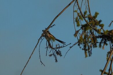Ополовник Aegithalos caudatus - Зарастающая лесная вырубка. kamabirds.ru