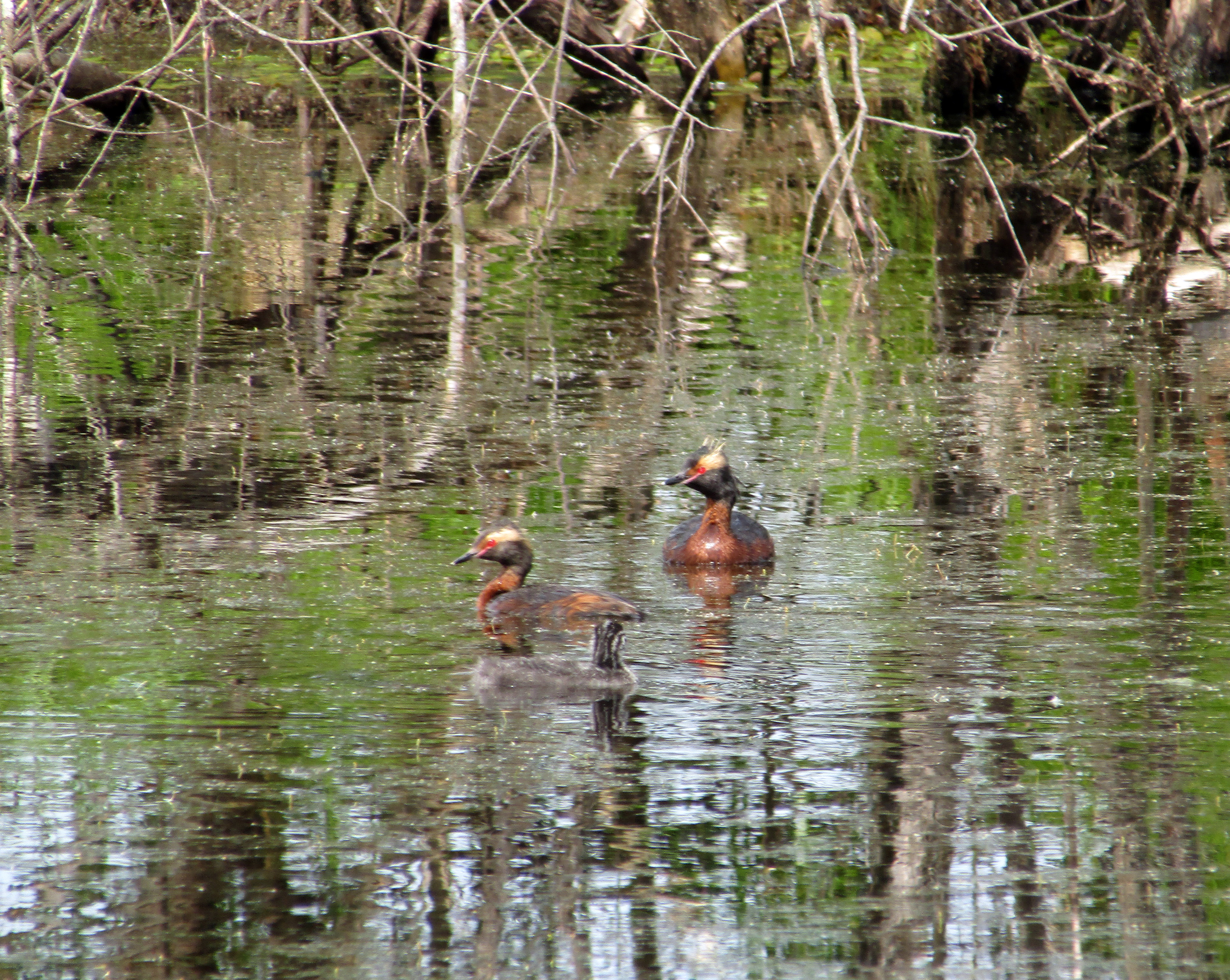 Красношейная поганка (Podiceps auritus). Бёрдинг kamabirds.ru